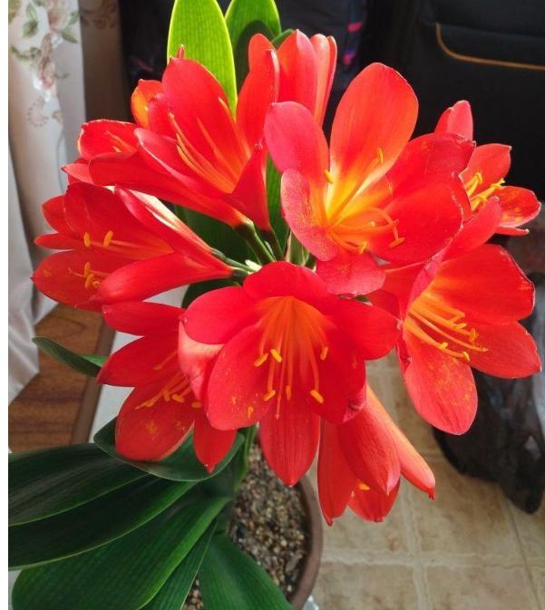 分享君子兰养护小妙招,分享君子兰养护技巧