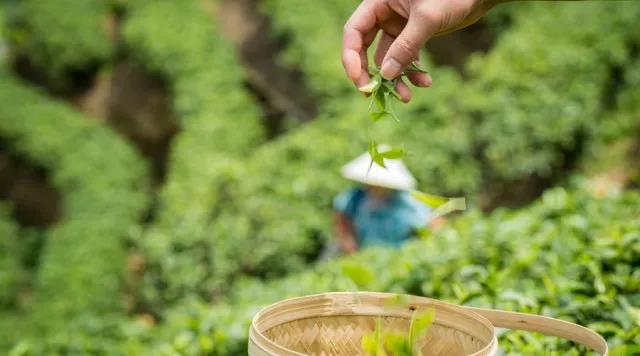 明前龙井每一口都是春天的味道,龙井的顶级香味
