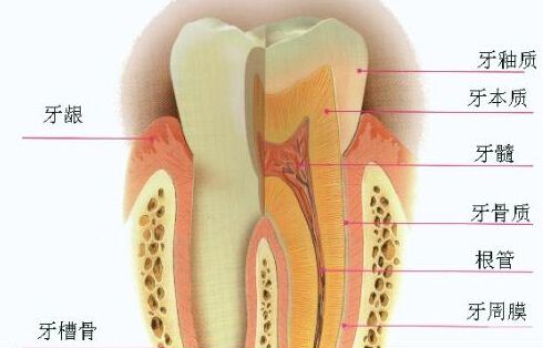 牙疼是不是拔牙就可以缓解,牙疼并且牙齿有松动要拔牙吗