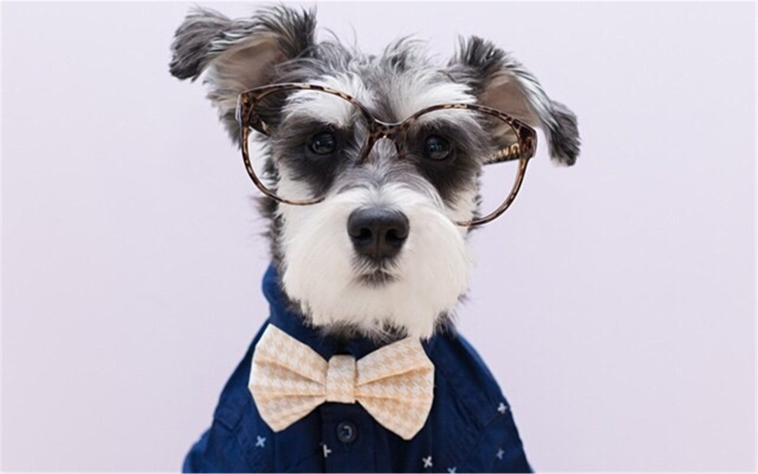 这几种汪星人又小又萌，哪一个是你的心头最爱