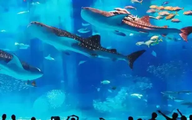 去日本必须带你去吃的美食,没吃过这些美食还能去过台湾吗