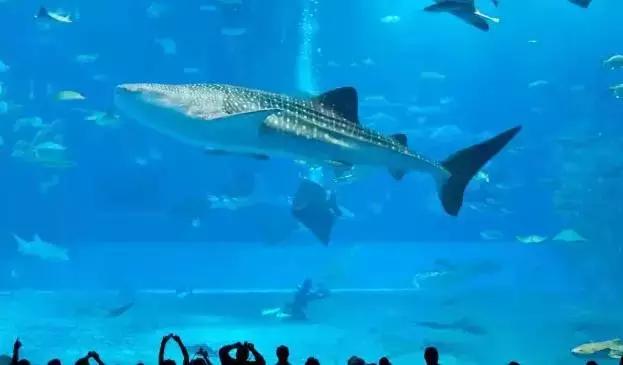 去日本必须带你去吃的美食,没吃过这些美食还能去过台湾吗