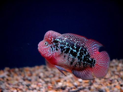 鸿运罗汉鱼饲养教程,罗汉鱼的饲养方法是什么