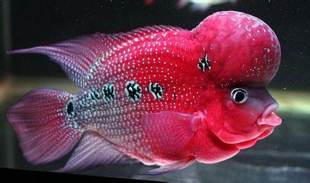 鸿运罗汉鱼饲养教程,罗汉鱼的饲养方法是什么