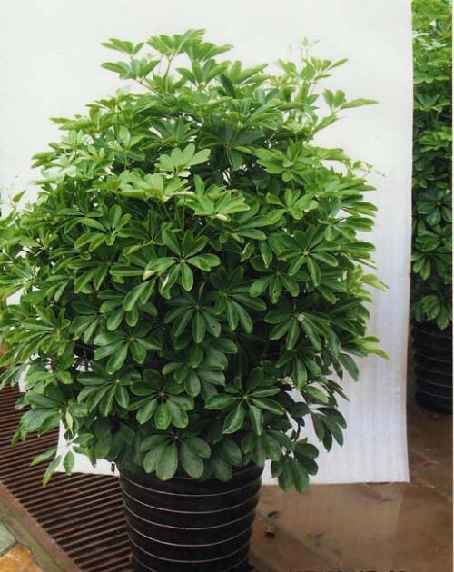 招财树如何招财,招财树知识