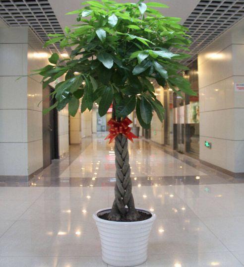 招财树如何招财,招财树知识