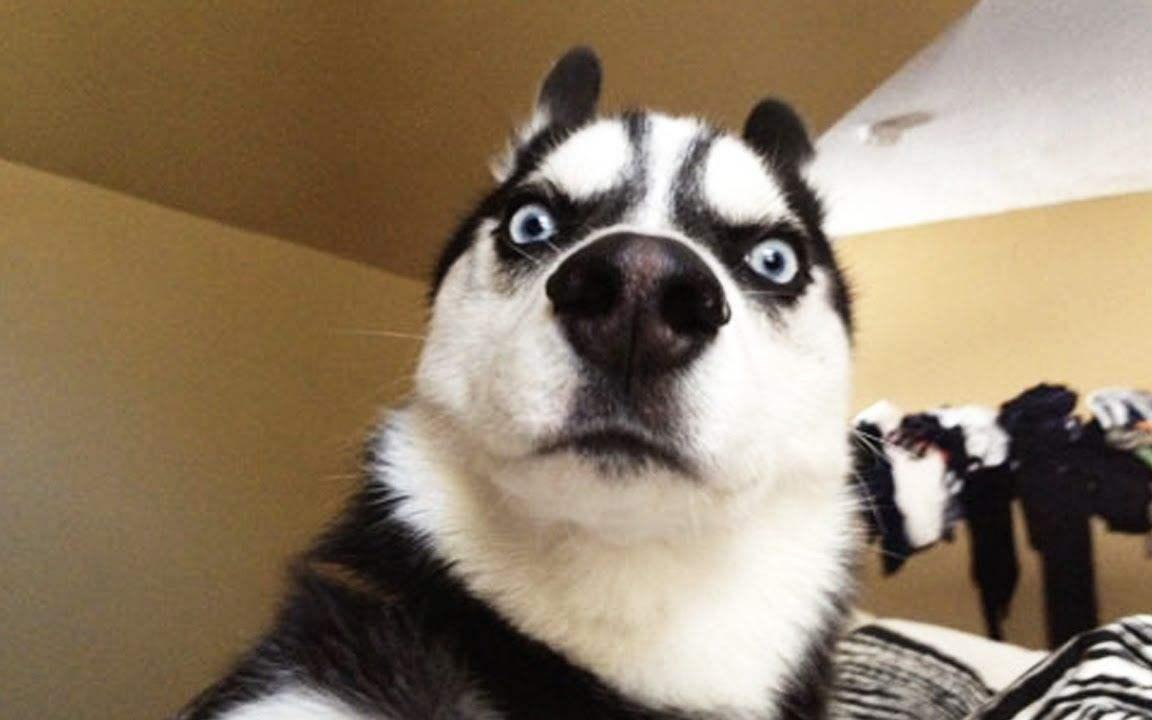 最受欢迎的狗狗十大排名,最受喜爱的狗狗排名