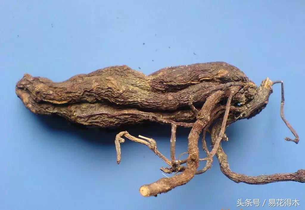 绿植山乌龟的养护方法有哪些,山乌龟的饲养方法与技巧