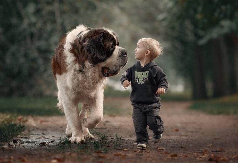 狗子遇到熊孩子怎么办,熊孩子遇到狗是什么反应