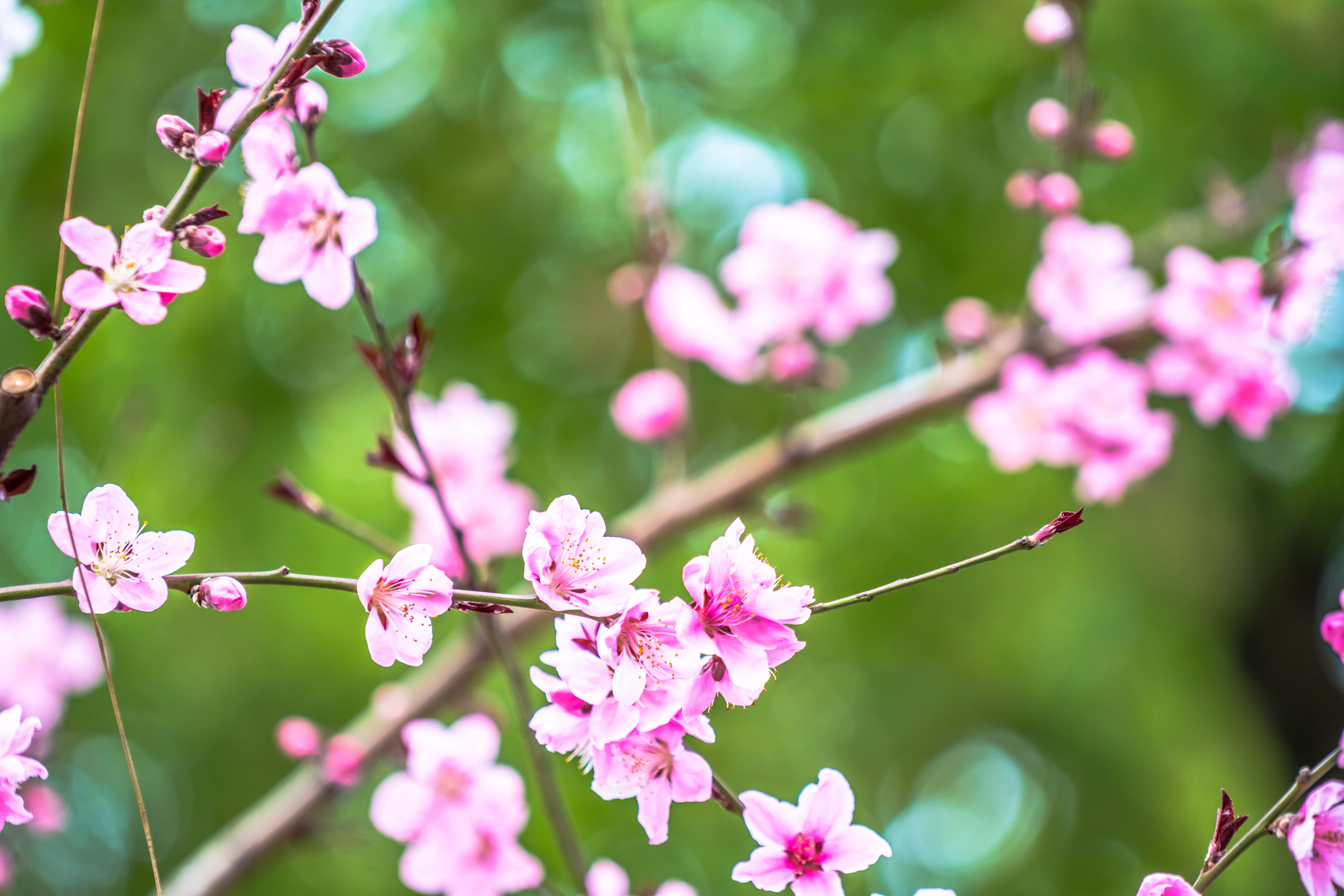 鲁迅公园上海梅花,上海鲁迅公园赏梅