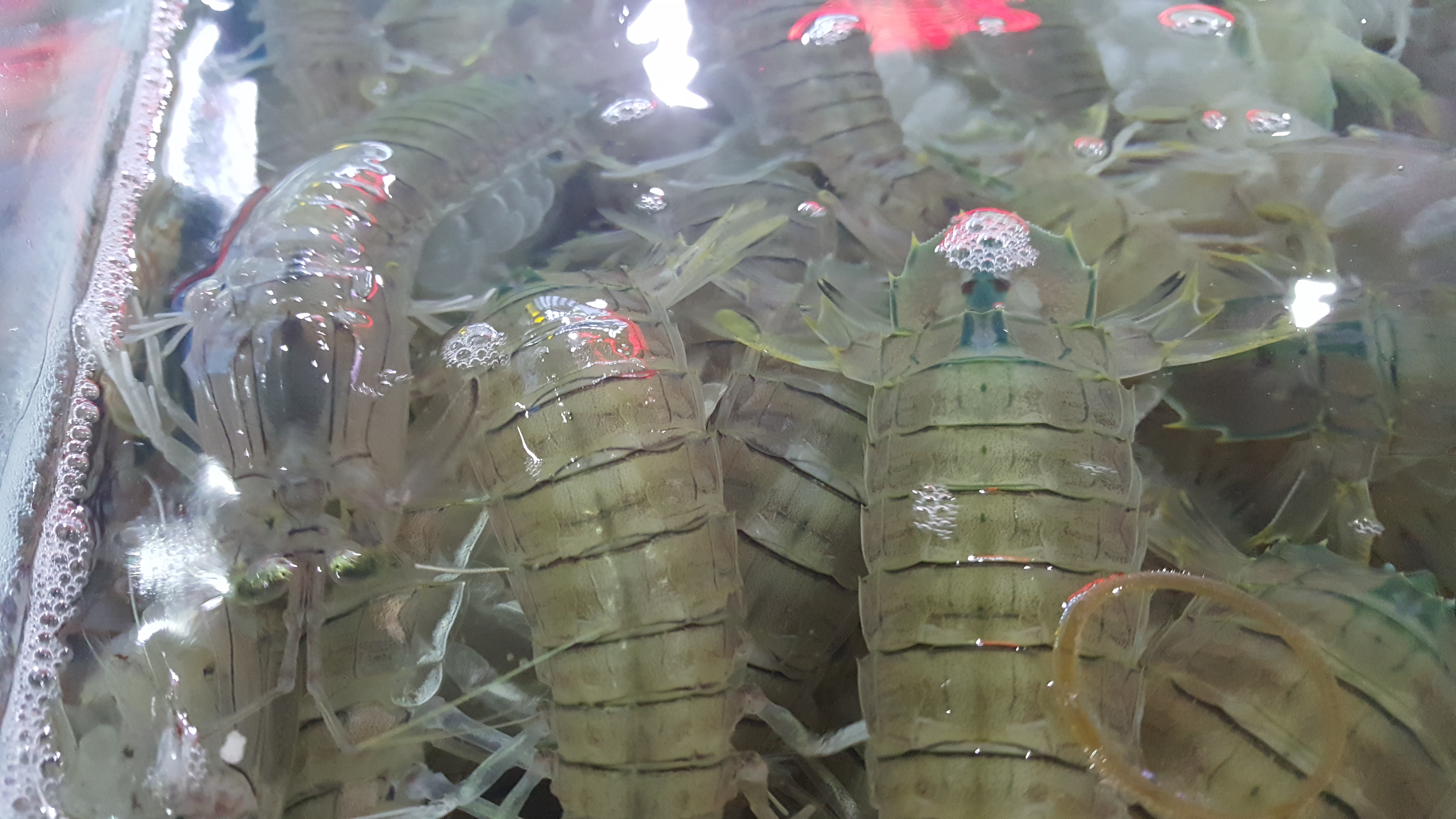 森林氧吧游玩攻略,宝界森林公园游玩攻略