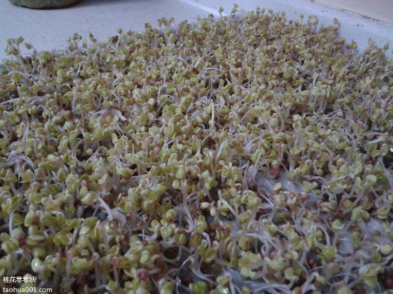 沙子种植芽菜,河沙育苗技术