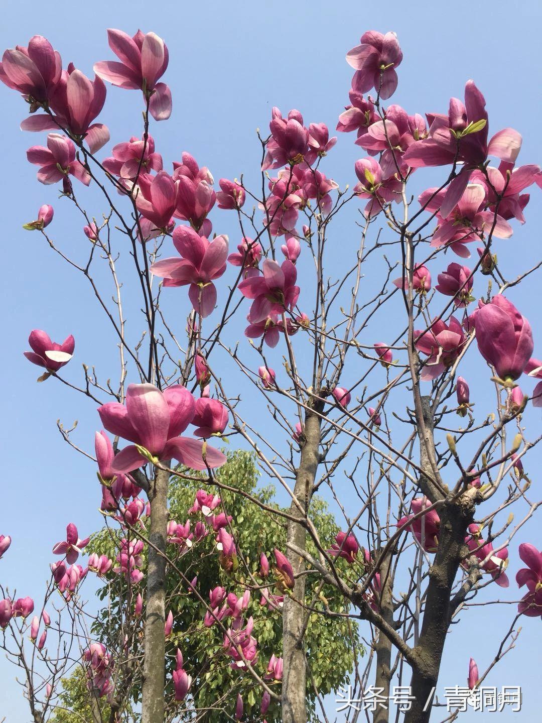 春季野生美食做法家常菜,春季特色美食做法家常菜