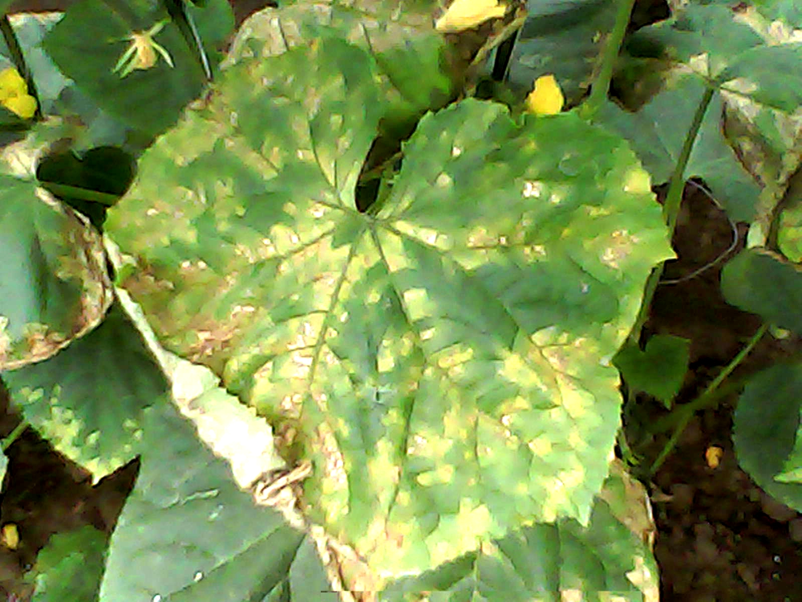 韭菜叶子蔫了怎么办,夏季韭菜如何防治枯萎病