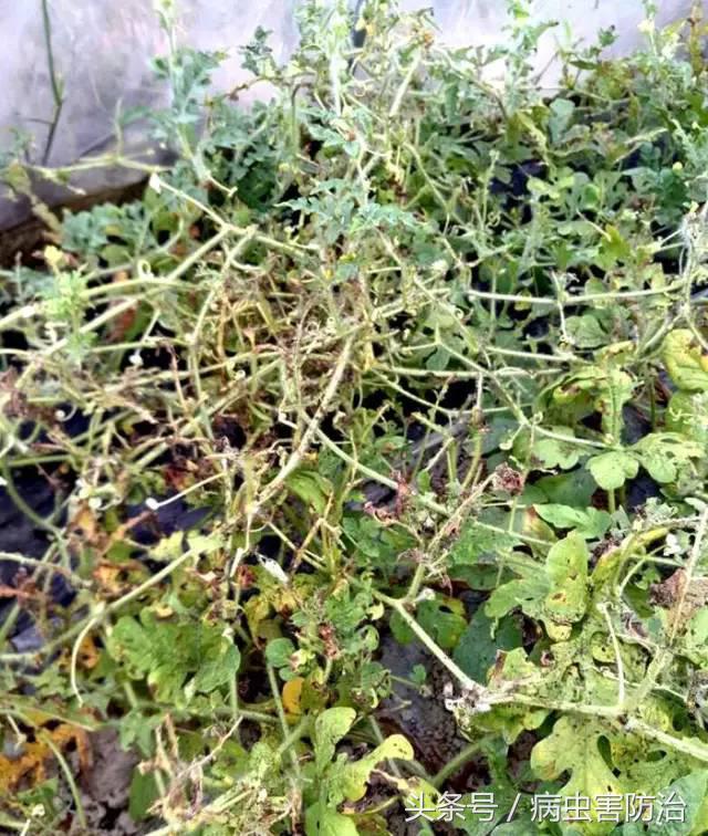 西瓜被虫咬怎么办,西瓜青虫用什么药打