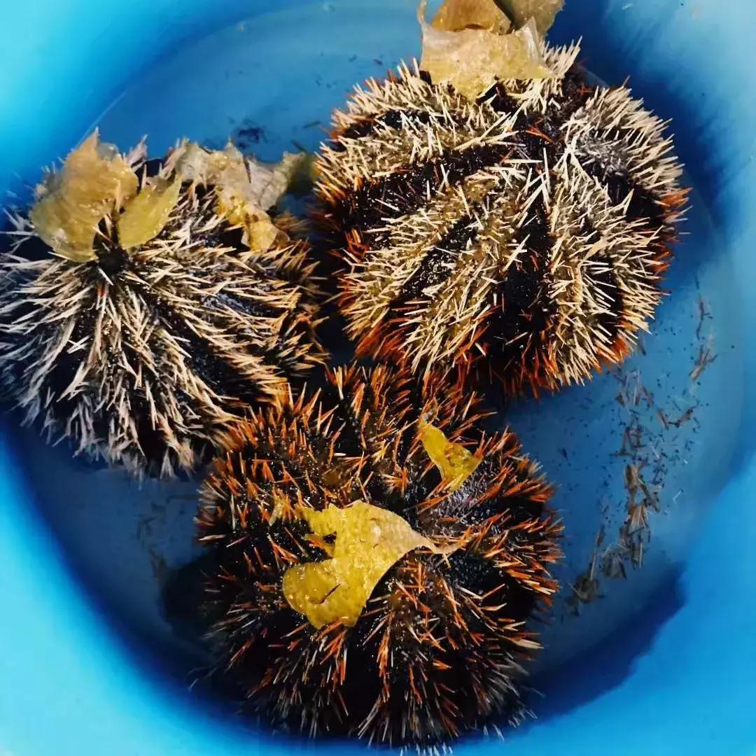 仙本那和印度尼西亚潜水哪个更好,仙本那彩湖潜水度假村多少钱一天