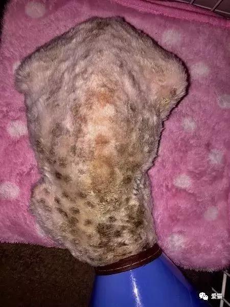 后院猫安乐死,在猫舍买的猫三天就死了