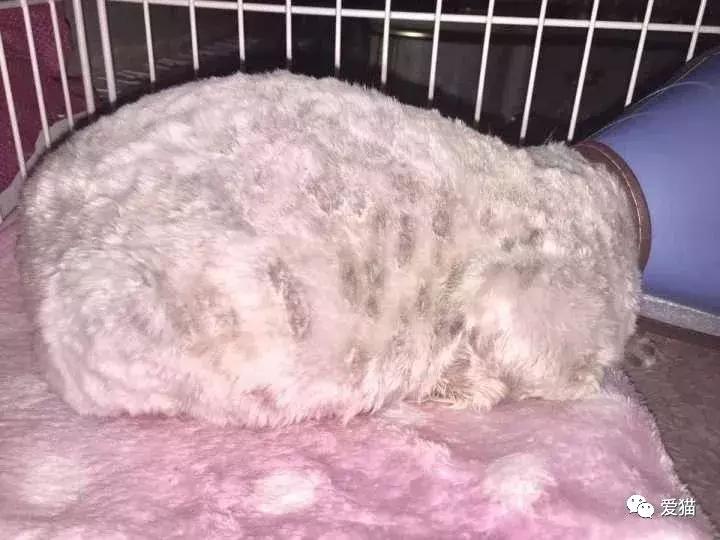 后院猫安乐死,在猫舍买的猫三天就死了