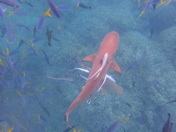 带着我的宝贝豆豆|一起去西太平洋上的海岛国家！