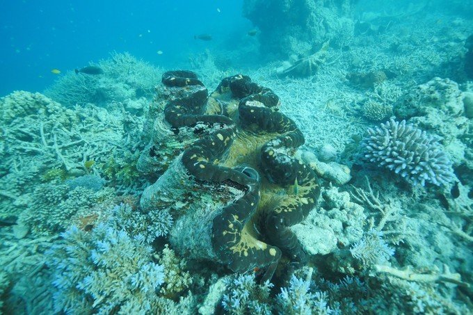 很少人知道的海岛国家！帕劳