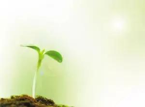 爱吃香椿的赶紧看你的做法对吗,爱吃西红柿的赶紧看千万别错过了