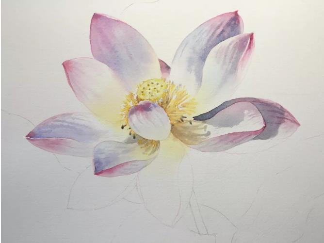 水彩夏天清新森系初学者荷花,水彩荷花画教程入门