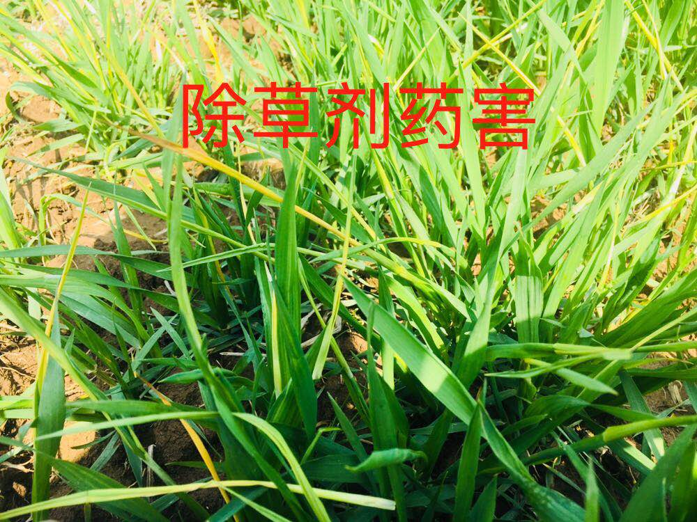 小麦除草剂药害怎么补救,小麦除草剂药害了怎么补救