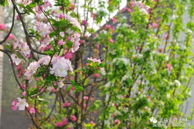 唯美中式风景,唯美花开美景图片