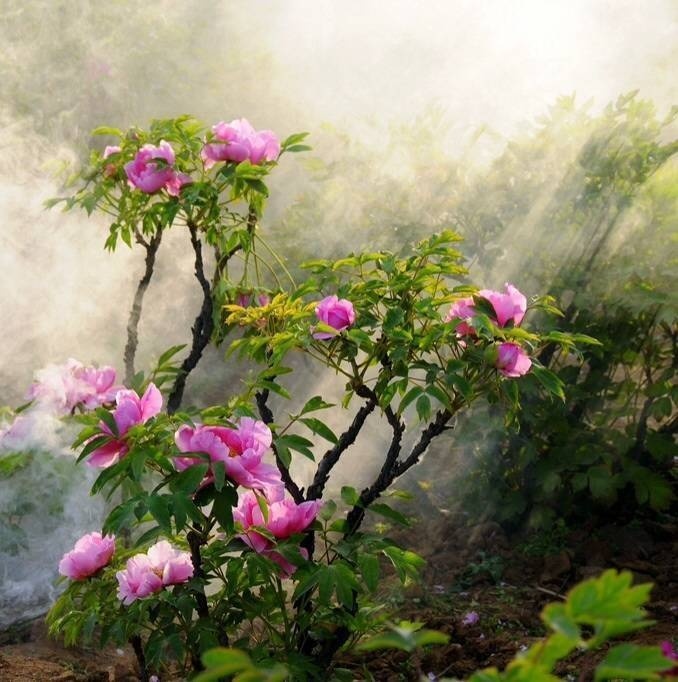 牡丹真国色花开时节动京城谁写的,花开时节动京城唯有牡丹真国色
