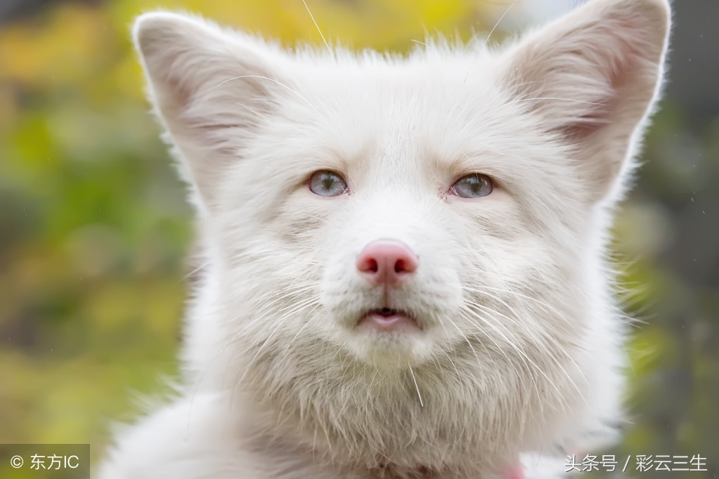 狐狸妊娠期如何饲养,狐狸妊娠期注意事项