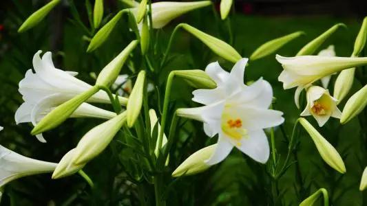 香水百合好养易活四季来开花,带花苞的香水百合怎么养