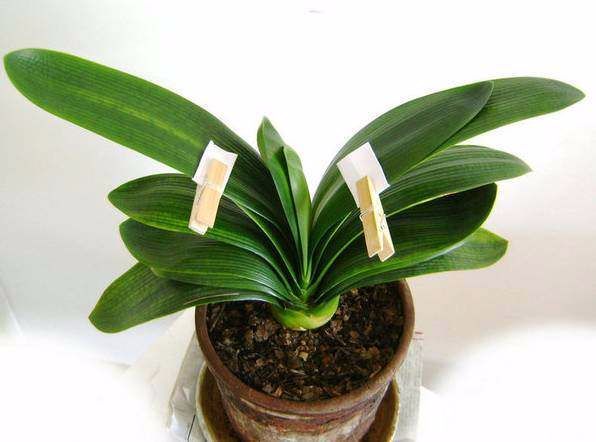 养君子兰注意此5点,养君子兰记住4点