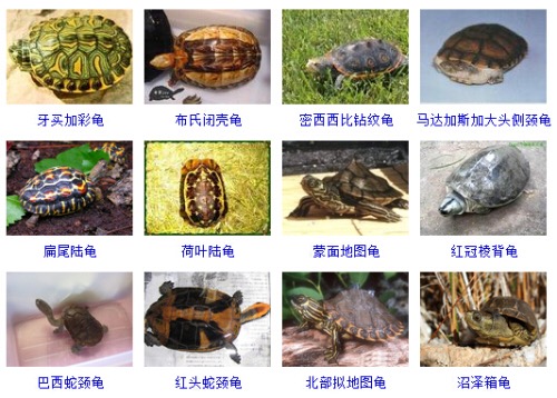 最完整的龟的种类图片大全,常见龟类品种大全图片及名称