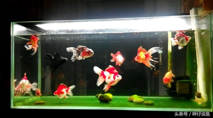 中国金鱼的寿命最长是多少年,中国金鱼文化发展史