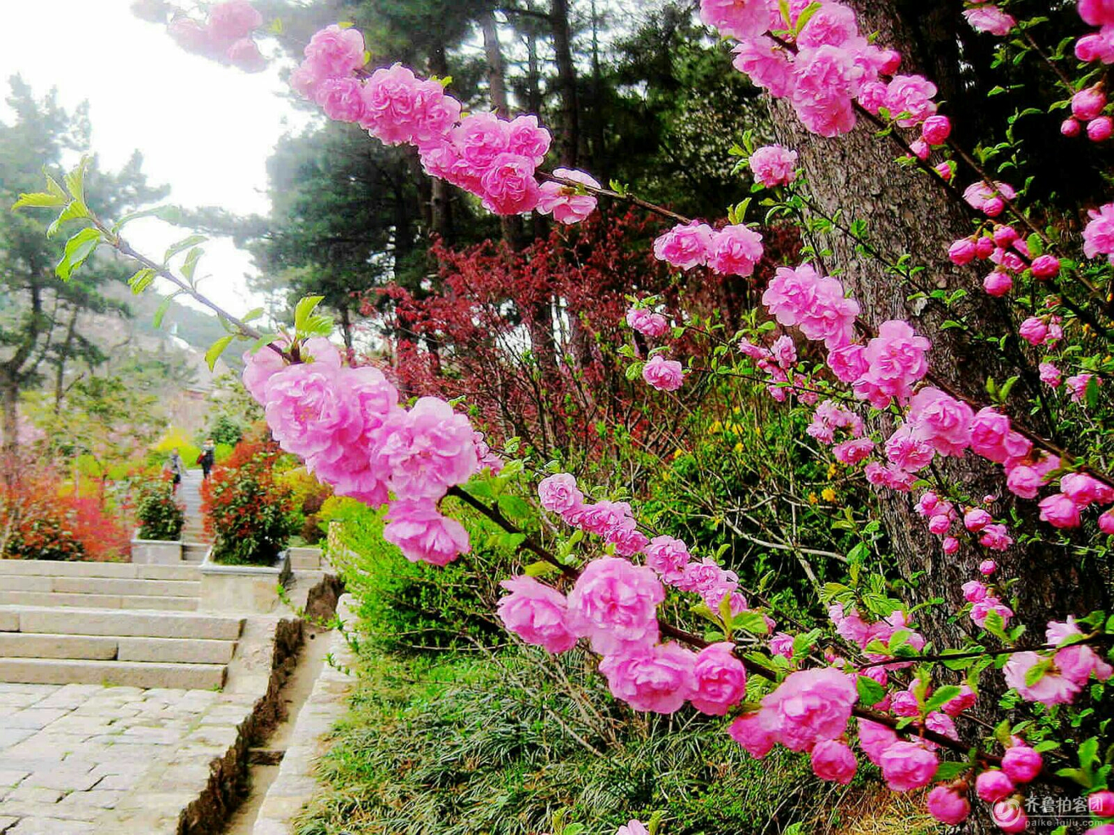 减字木兰花其三,减字木兰花暮春杂咏