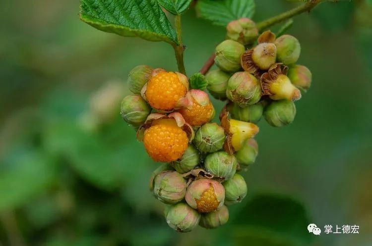 黄泡果熟了,云南特色黄泡