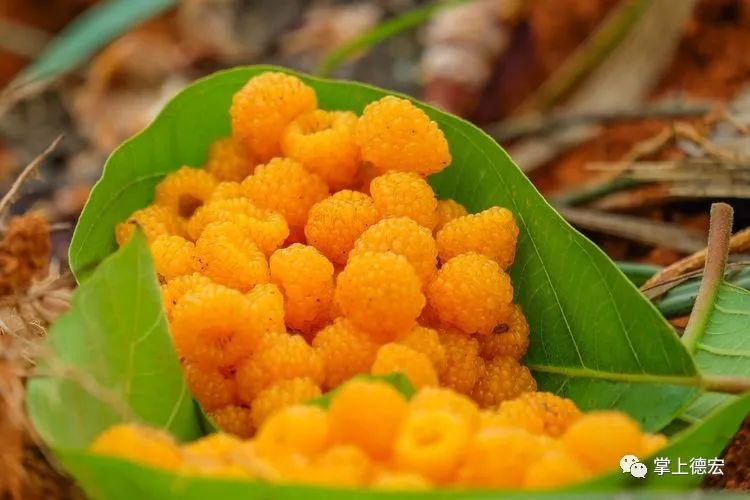黄泡果熟了,云南特色黄泡