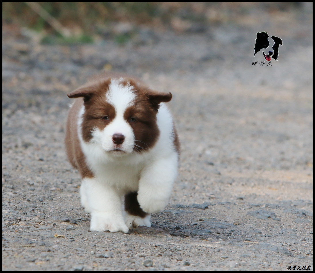 边境牧羊犬小狗满月和2个月的差别