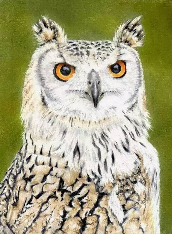 鹰怎么画又霸气又真实,要怎么画真实的老鹰