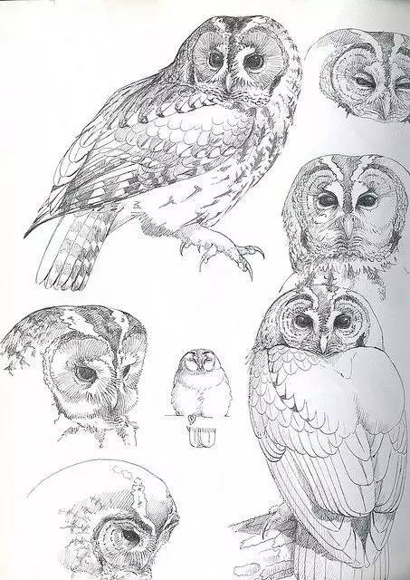 鹰怎么画又霸气又真实,要怎么画真实的老鹰