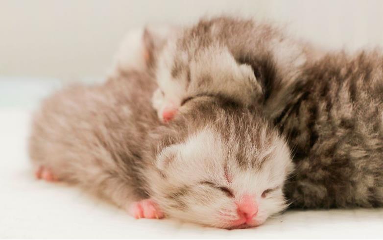 小奶猫掉进水坑里,小奶猫去厕所