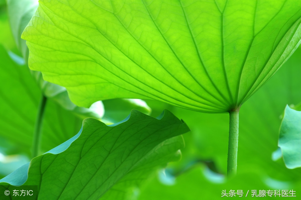 高血脂降脂药哪种好,降血脂降血压药膳