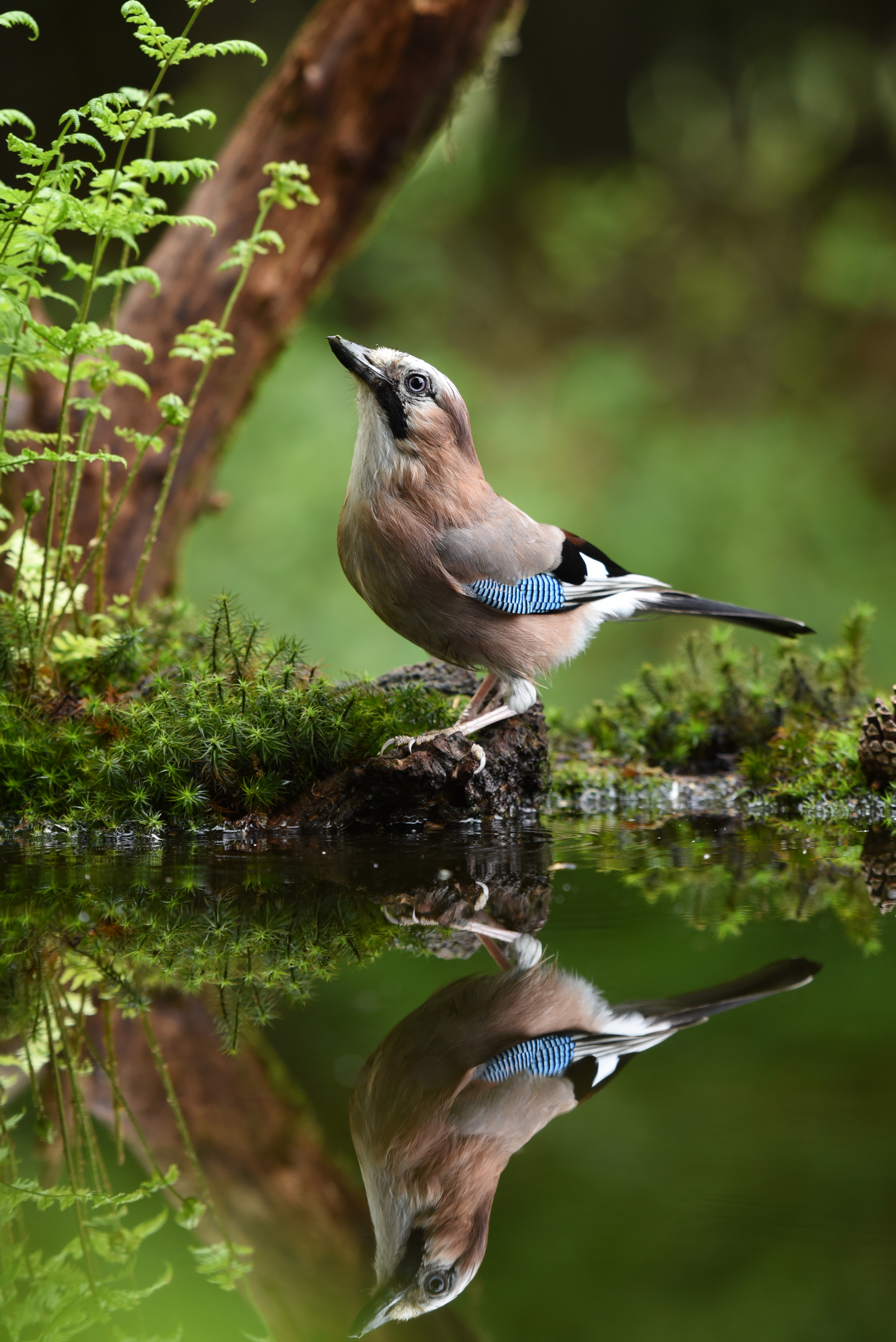 尼康500mmf5.6镜头,尼康200-500f5.6拍鸟