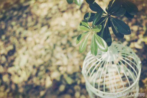 愿年华无伤岁月静好句子,岁月静好年华无伤上一句