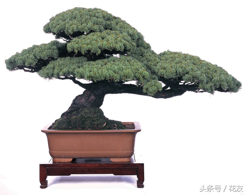 盆景艺术五大流派,扬州盆景园中国盆景五大流派之一