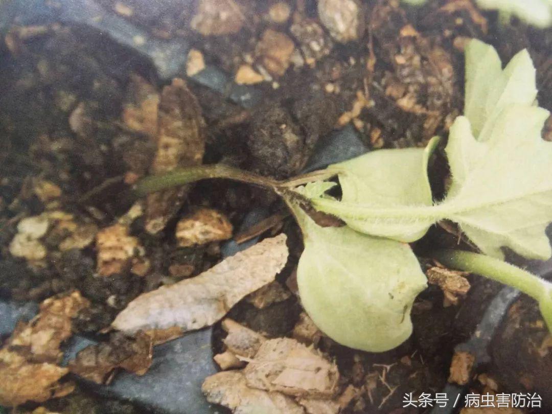 刚出苗就出现死苗怎么办,小麦枯萎发黄死苗怎么回事