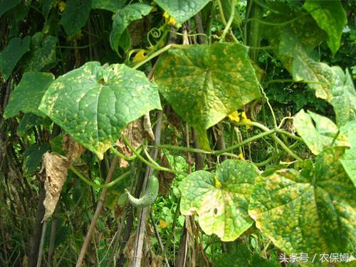 黄瓜能把下面发黄的叶子剪掉吗,黄瓜叶子发黄长斑点用什么药