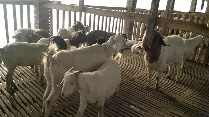 奶山羊病防治方法,山羊病如何预防治疗