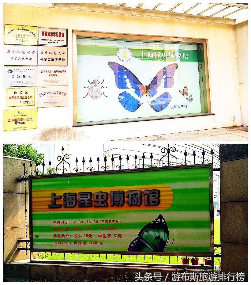 上海昆虫博物馆有哪些昆虫,上海昆虫博物馆照片