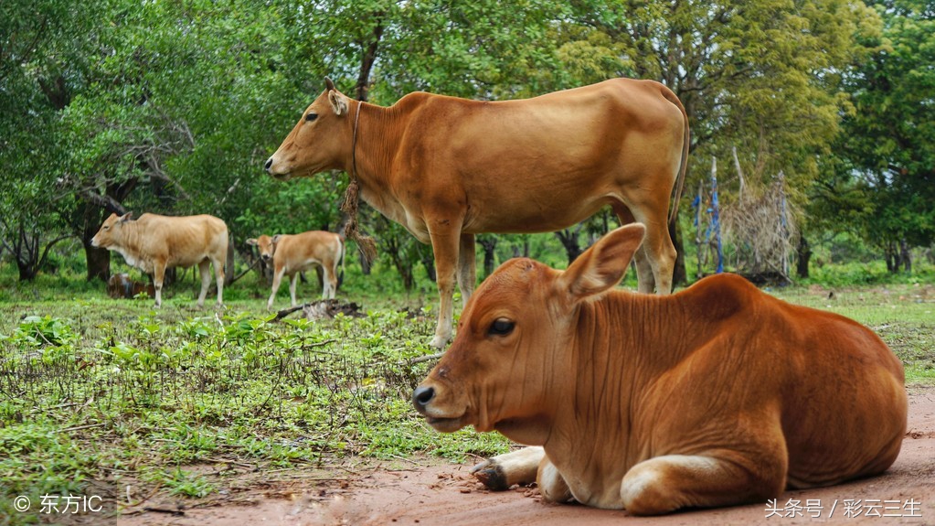 母牛不孕怎么办？母牛不孕症的治疗方法